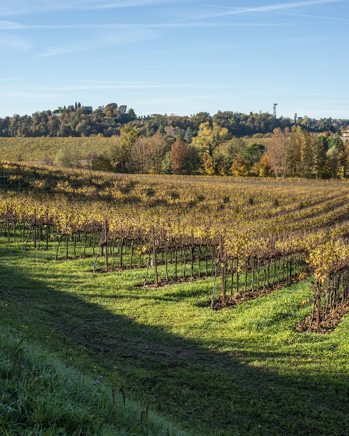 vigneti lucchetta vini