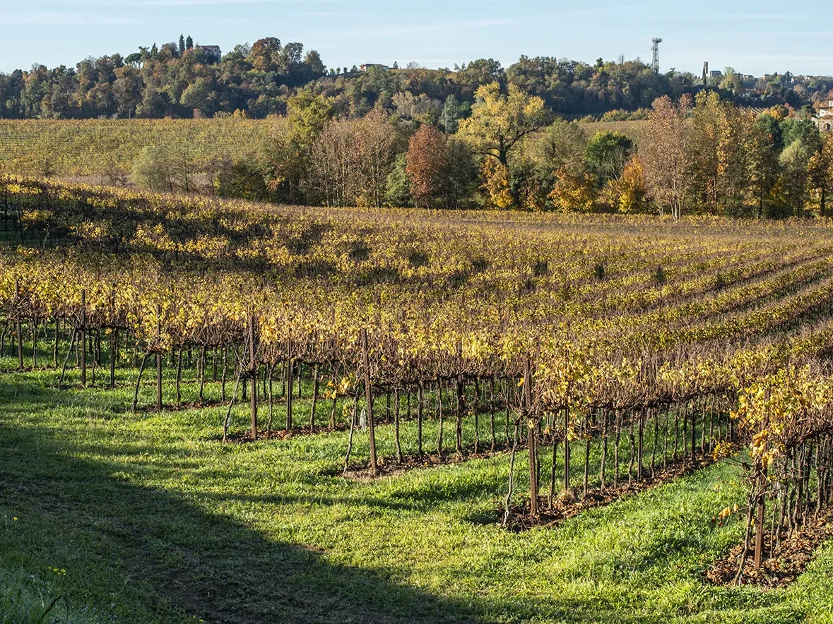 vigneti lucchetta vini