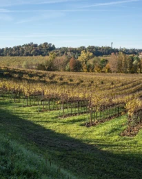 vigneti lucchetta vini