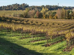 vigneti lucchetta vini